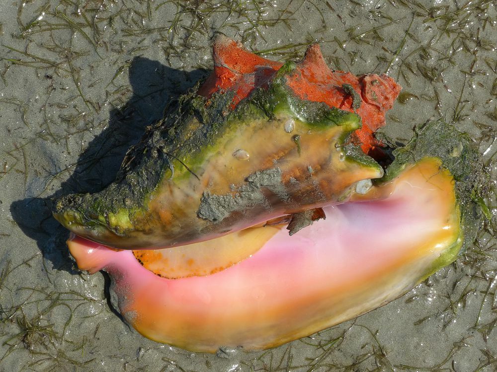 Click to See Next Image